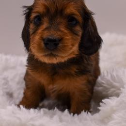Red female - Red female Dachshund puppy in Maurice, Louisiana from Hart Dachshunds