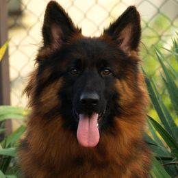 MIA vom MAKIBILLY - German Shepherd