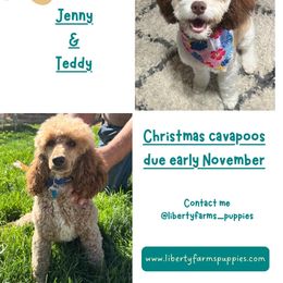 Cavapoo puppies from Liberty Farms Puppies