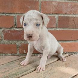 Scuttle - Merle male Great Dane puppy in Marshall, Michigan from Dream K9