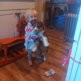 Australian Shepherd Puppies from Van Huitt Australian Shepherds