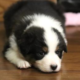 Stormi - Black tri-color female Australian Shepherd puppy in Bagley, Iowa from Diamond M Aussies