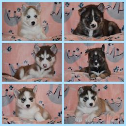 Siberian Husky Puppies from Spalla Pups