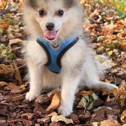 Drake - Silver and white male Pomsky puppy in Centerville, Iowa from LJ Kennels Pomskies, LLC