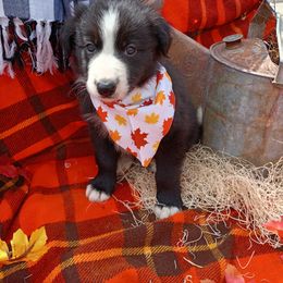 Gus - Black and white male Border Collie puppy in Dundy County, Nebraska from Stag Valley Homestead