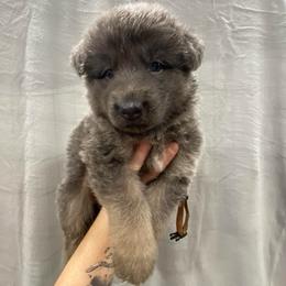 Boy 2 - Blue male German Shepherd puppy in Pelham, North Carolina from P & P Shepherds
