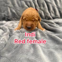 Red - Golden female Golden Retriever puppy in Salt Lake City, Utah from Soaring golden retrievers