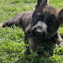 Green - German Shepherd puppy in Louisville, Kentucky from B1 Kennels