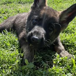 Green - German Shepherd puppy in Louisville, Kentucky from B1 Kennels