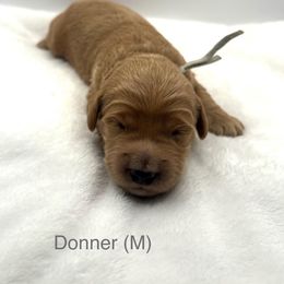 Donner-Silver Boy - Red  male Goldendoodle puppy in Lewisville, Texas from Zink Doodles