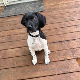Boone - Black and white male German Shorthaired Pointer puppy in Wadena, Minnesota from Helmbrecht GSP's