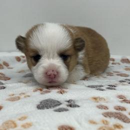 Liberty - Red female Pembroke Welsh Corgi puppy in Waco, Texas from The Comma Corgis