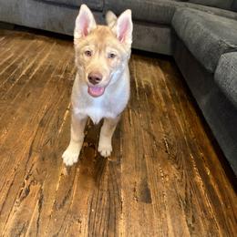 Nami - Red and white female Siberian Husky puppy in Canton, Ohio from Bleu Skies Siberian Huskies