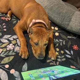 HONEY - Fawn sable female American Bully puppy in Texas from TEXAS BULLY FAMILY