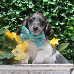Dachshund puppies from Bowdachs Cream Pies