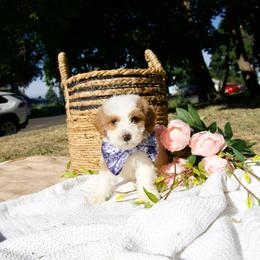 Green collar boy - Parti male Goldendoodle puppy in Spokane, Washington from Beloved_doodles_WA