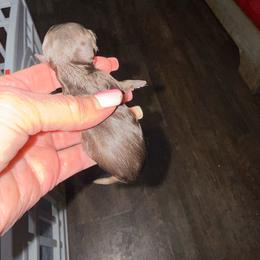 Neptune - Chocolate and white male Chihuahua puppy in Dime Box, Texas from Color Me Crazy Chihuahuas