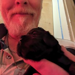 Cocker Spaniel Puppies from Pups in the vine cockers