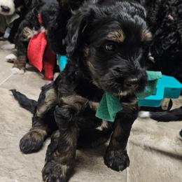 Frontier - Phantom male Bernedoodle puppy in Flat Rock, North Carolina from Sukisdoodles