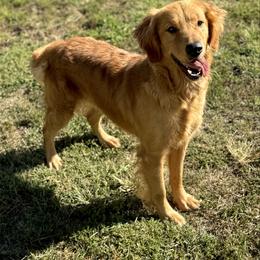 Maggie - Golden Retriever