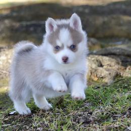 Pookie - Lavender male Pomsky puppy in Denham Springs, Louisiana from Bayouland Pomskies