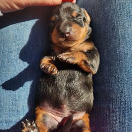 Rosie - Black and tan female Dachshund puppy in Cedarcreek, Missouri from Cedarcreek Dachshunds