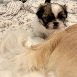 Pekingese Puppies from Della Serra Pekingese