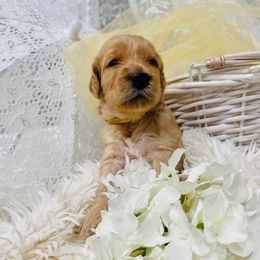 Goldendoodle Puppies from Daisy's Doodles Miami
