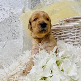 Goldendoodle Puppies from Daisy's Doodles Miami