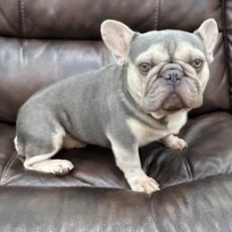Jo - French Bulldog