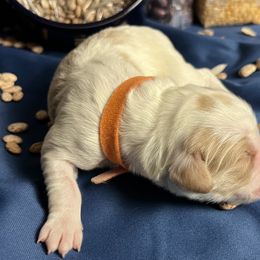 Mung - Orange and white female Brittany puppy in Windsor, Colorado from Habig Family Brittany’s