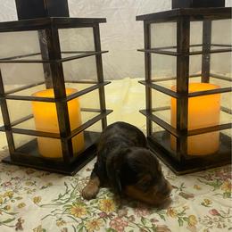 Dimples - Dapple male Dachshund puppy in Elizabethtown, Kentucky from Teeny Tiny Puppy Tails