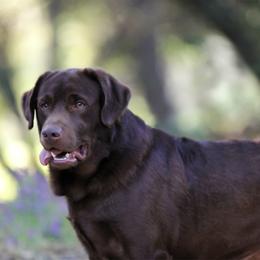 Labrador Retriever puppies from Twisted Ranch Retrievers