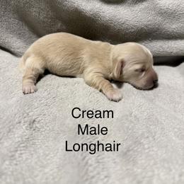 Cream male - Cream male Dachshund puppy in Mount Vernon, Ohio from Double A Dachshunds