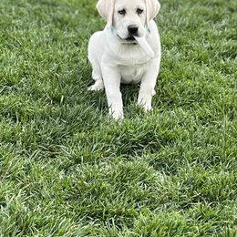 Labrador Retriever Puppies from Lacey’s Labradors