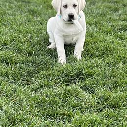 Labrador Retriever Puppies from Lacey’s Labradors
