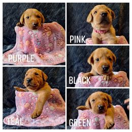2nd Fox-Red Female - Yellow female Labrador Retriever puppy in Bemidji, Minnesota from Northern Star Elite Quality Labrador Retrievers