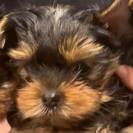 Bear - Black and gold male Yorkshire Terrier puppy in Antelope, California from Yorkie Family Home