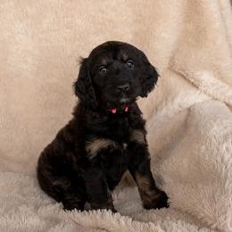 Glinda - Phantom female Goldendoodle puppy in New River, Arizona from Sonoran Standard Doodles