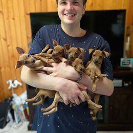 Miniature Pinscher puppies from Valjalu’s Minianture Pinschers