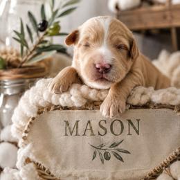 Mason (Orange) - Apricot male Aussiedoodle puppy in Byron, Georgia from Southern Olive Doodles 🫒