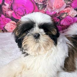 Jade - Red and white female Shih Tzu puppy in Morrisville, Missouri from Sweetbriar Shih Tzu