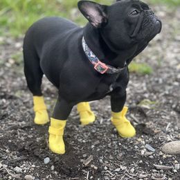 French Bulldog All Grown Up from Frenchie Bulldog Kisses