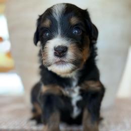 Soccer - Tri-color male Bernedoodle puppy in Yuciapa, California from AlltheDoodlez_