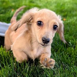 EVERGREEN - Cream female Dachshund puppy in Moscow, Idaho from Bailiwick of Gurnsey