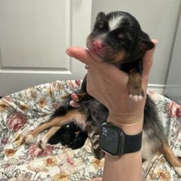 Rowdy - Black tri male Miniature Australian Shepherd puppy in Sweeny, Texas from Peach Creek Minis