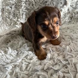 Girl 1 - Dapple female Dachshund puppy in Hindsville, Arkansas from Okie Dokie Doxie