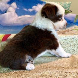 Red tri - Red tri male Miniature Australian Shepherd puppy in Port Saint Lucie, Florida from Charlene Brannon's Mini Australian Shepherds