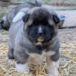 Saki's Girl - Fawn, black overlay female Akita puppy in South Carolina from Sierra Mountain Akitas