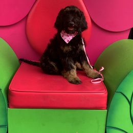 Goldendoodle Puppies from Solis Goldendoodles